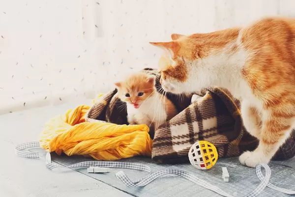 Mother Cat Looking After Kitten In Blanket Skills You Need To Become More Self Compassionate Secure Minds Psychology